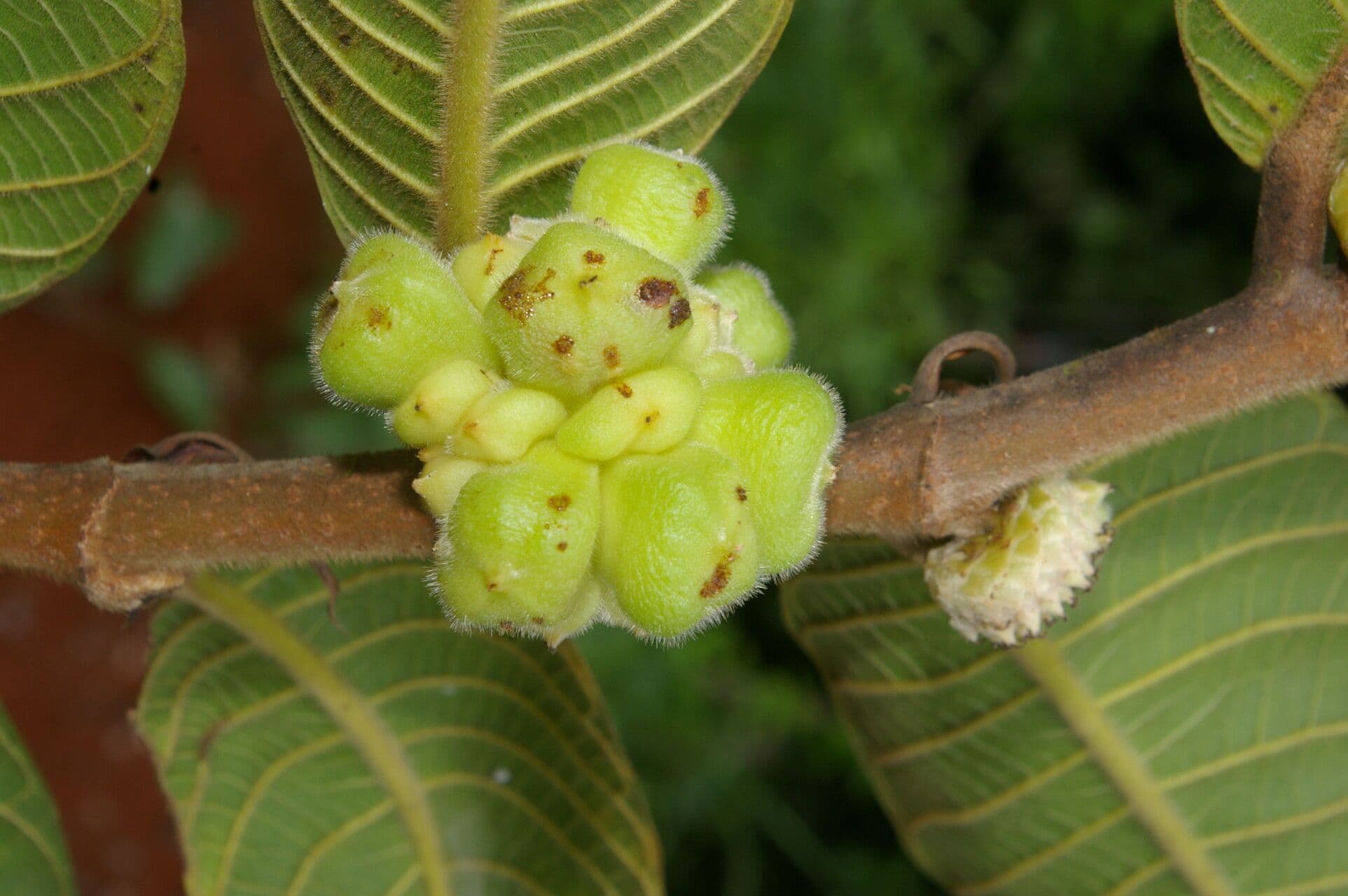 Perebea guianensis