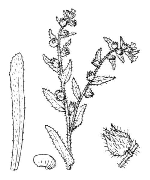 Nonea 24