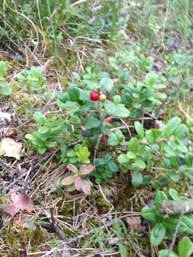 Borówka brusznica 20