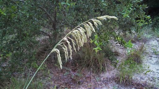 Avena marittima 14