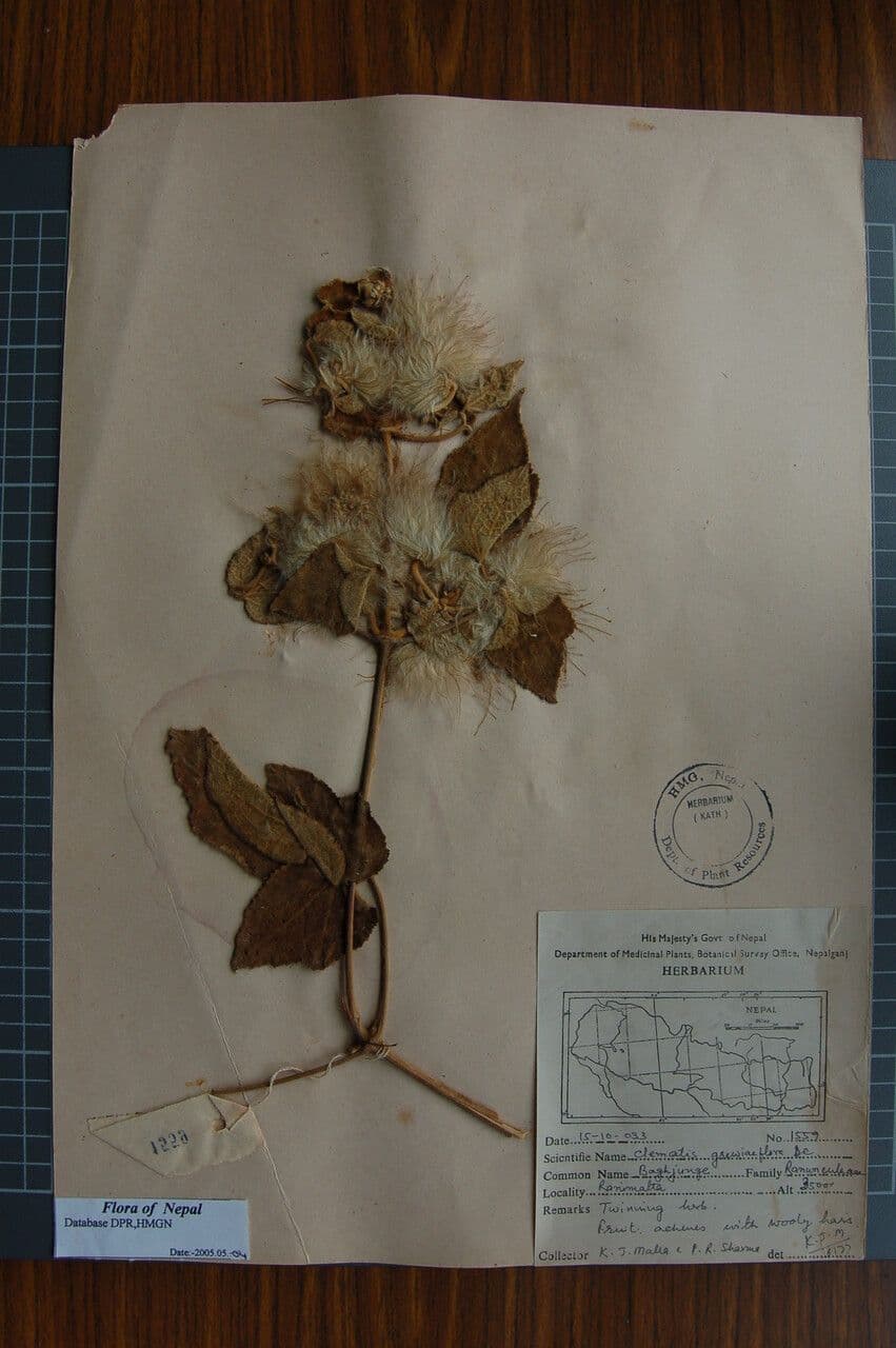 Clematis 3