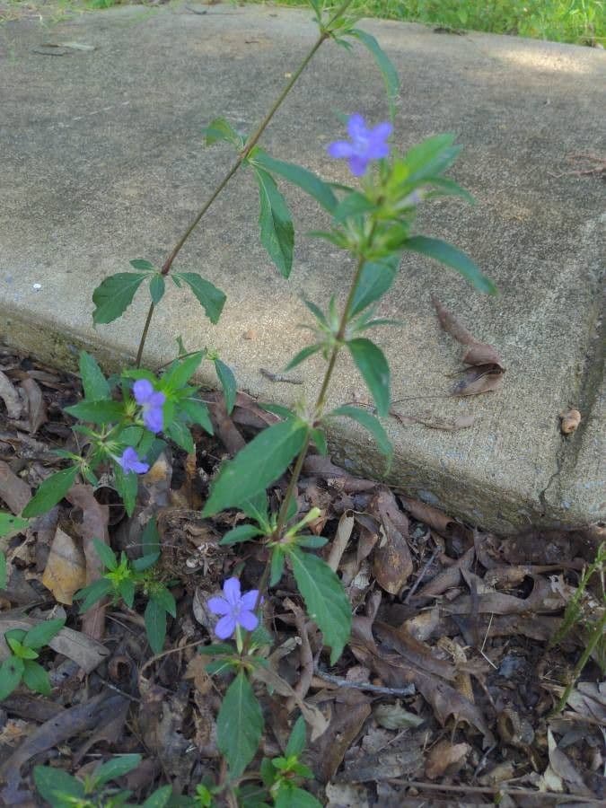 Ruellia