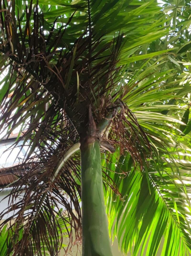 Palma real cubana 19