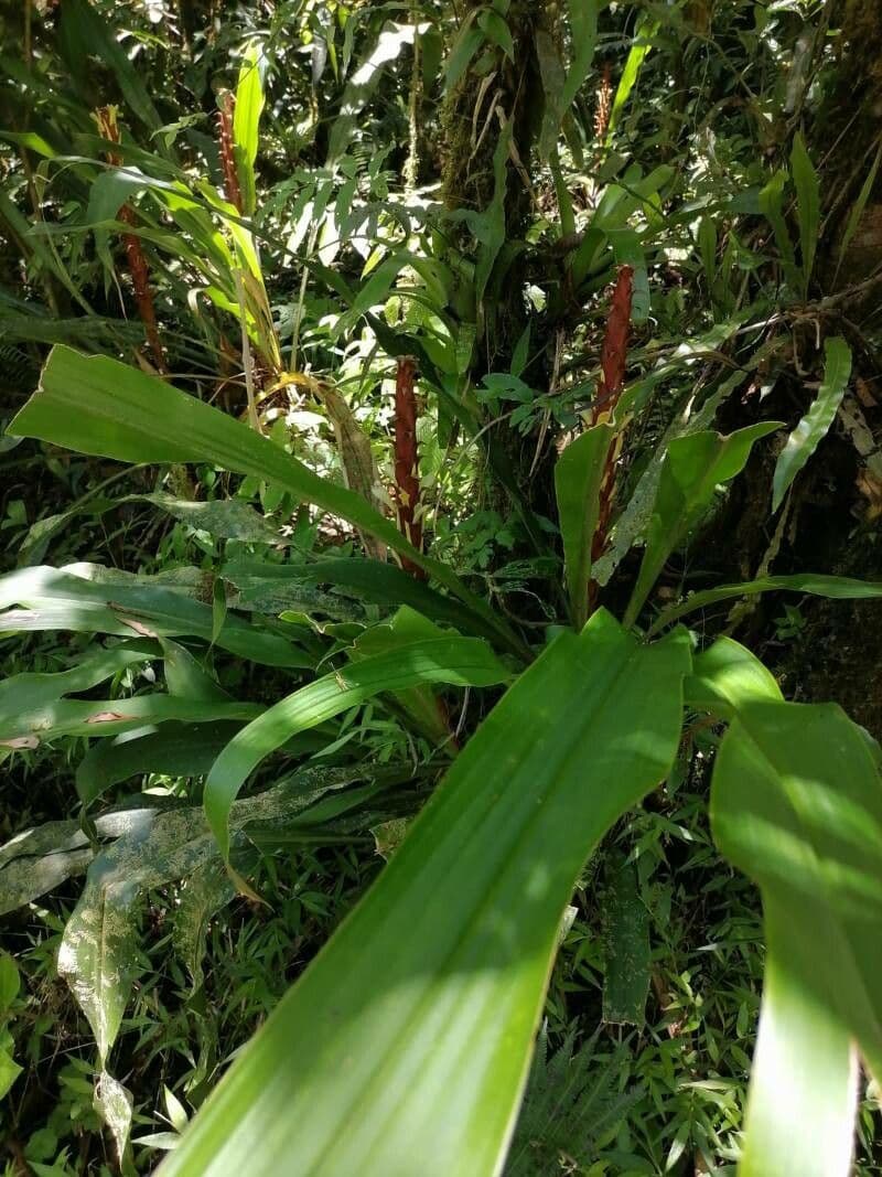 Überlappende Pitcairnia 7