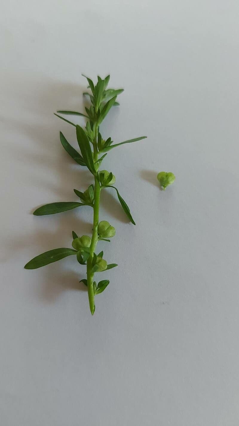 Veronica forestiera 2