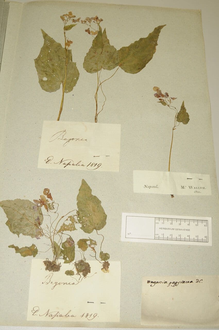 Bégonia 3