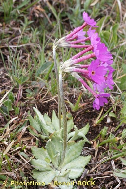 Primula di Haller 10