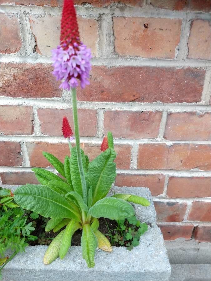 Primula 10