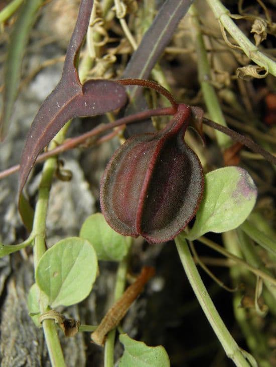 Aristolochia