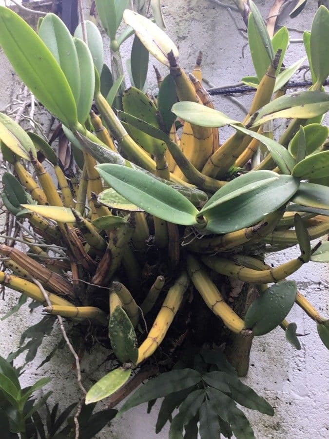 Epidendrum 9