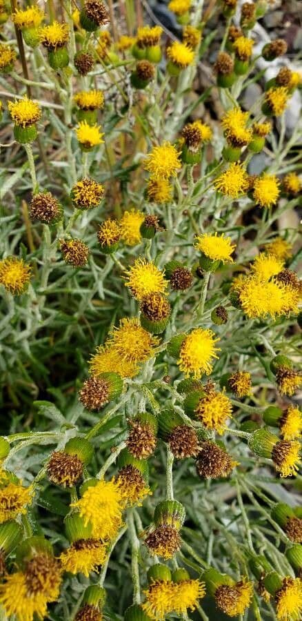 Senecio filaginoides 2
