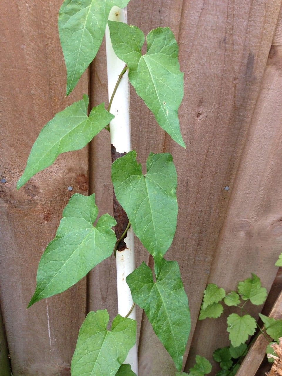 Vilucchiello delle siepi 17