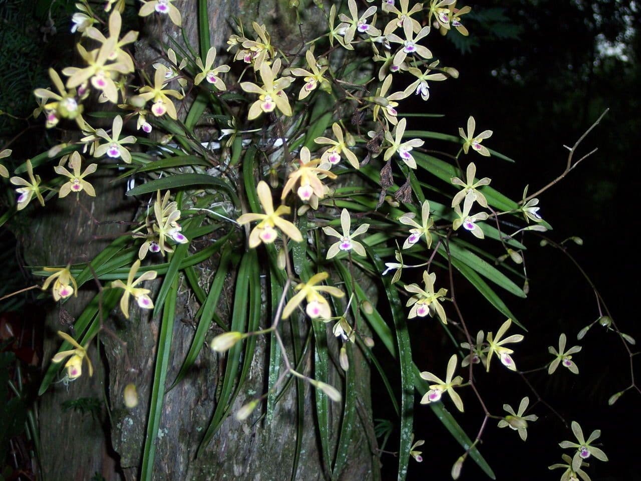 Encyclia 8