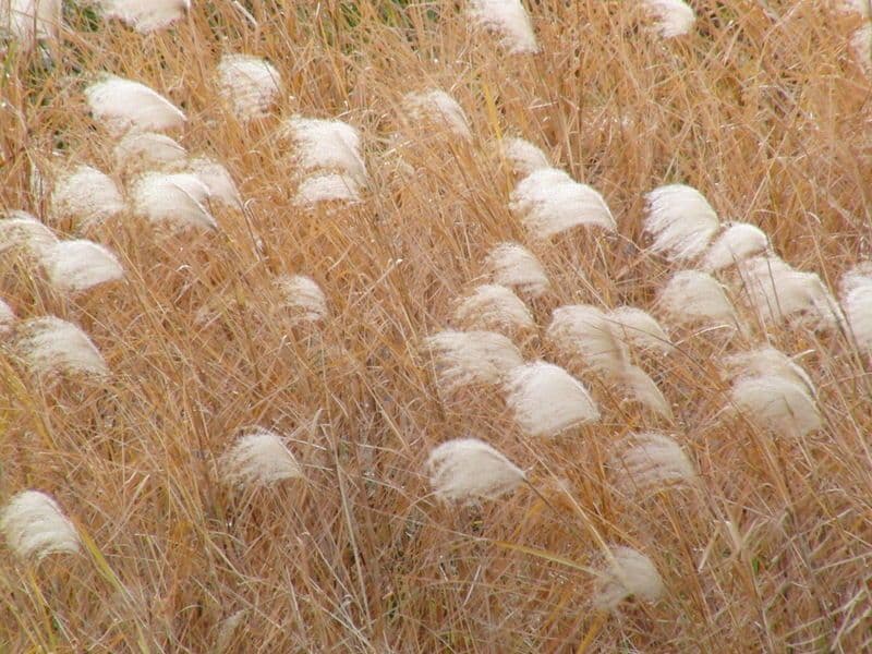Miscanthus cukroplodý 2