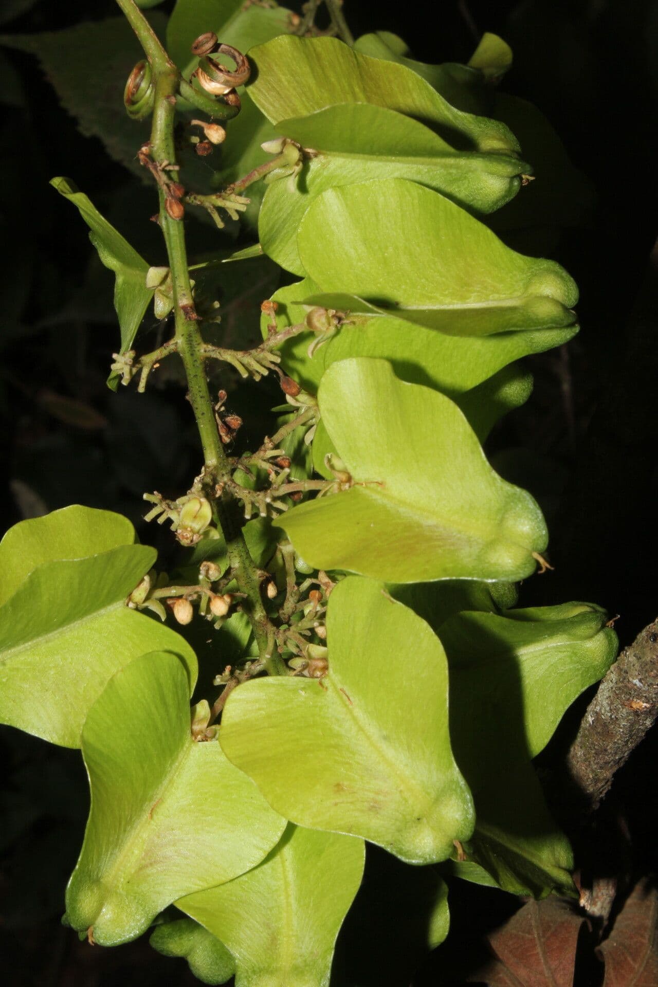Serjania 11