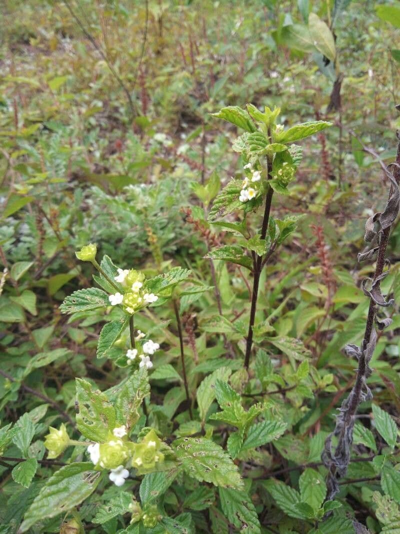 Lippia de Java 9
