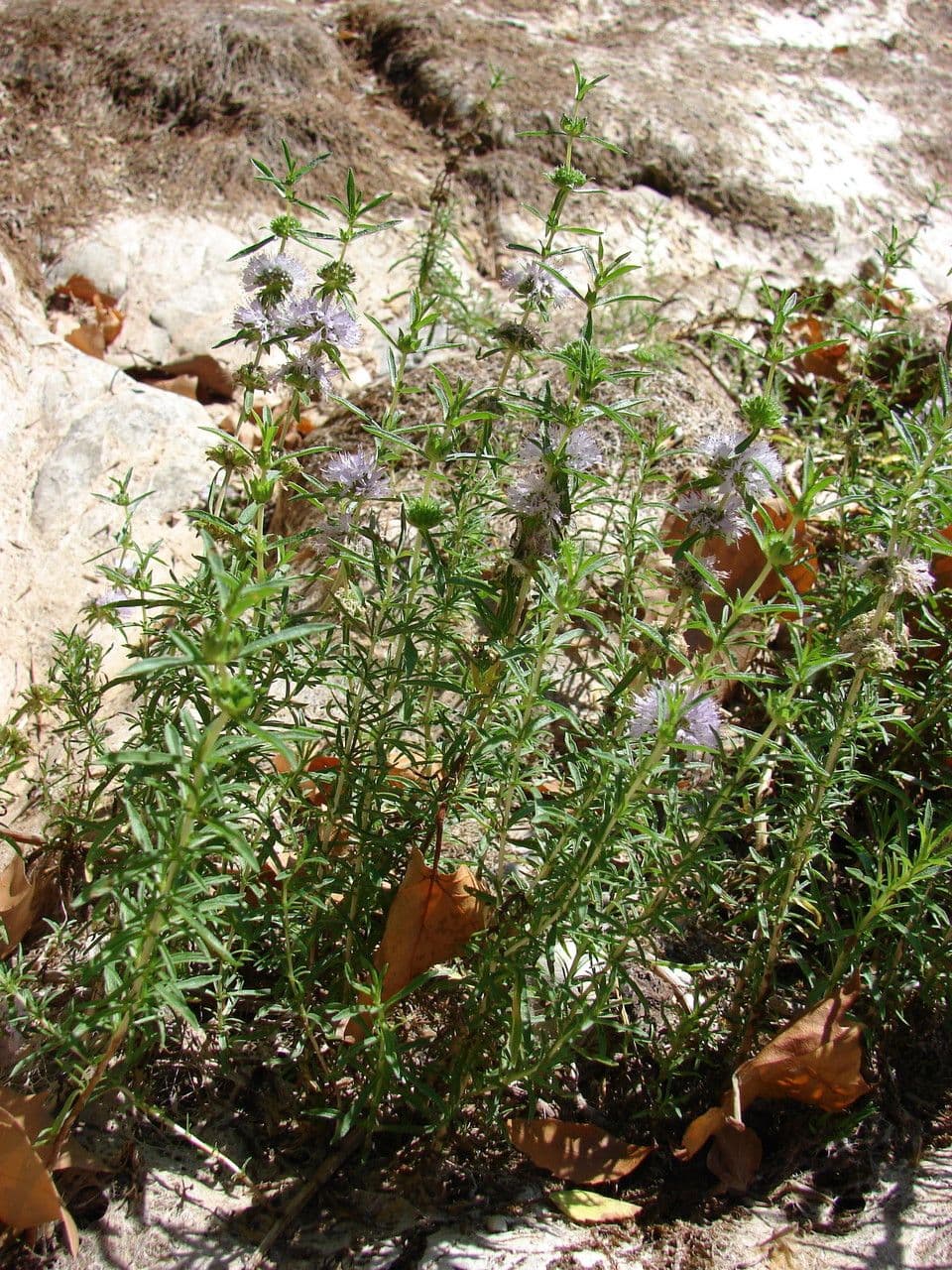 Menta cervina 10