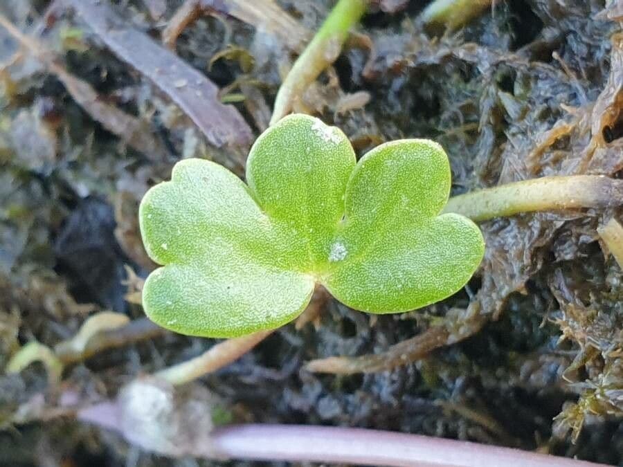 Ranunculus fluitans 15