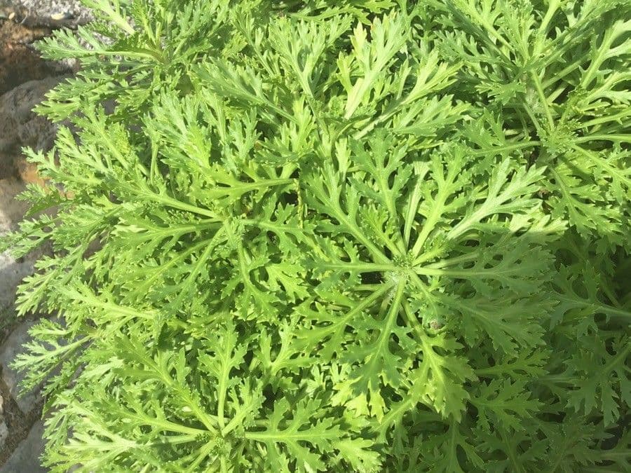 Argyranthemum 7