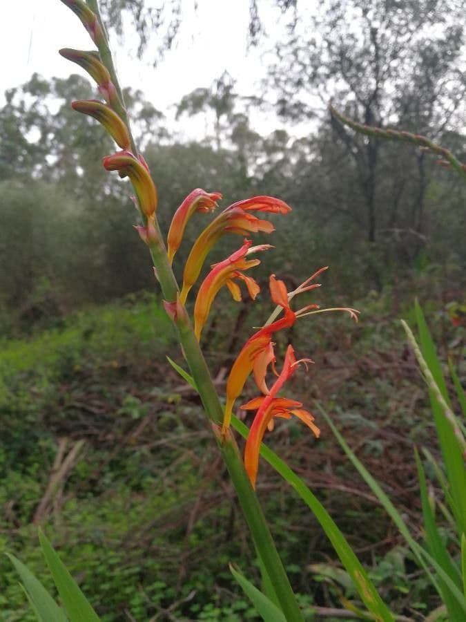 Chasmanthe aethiopica 7