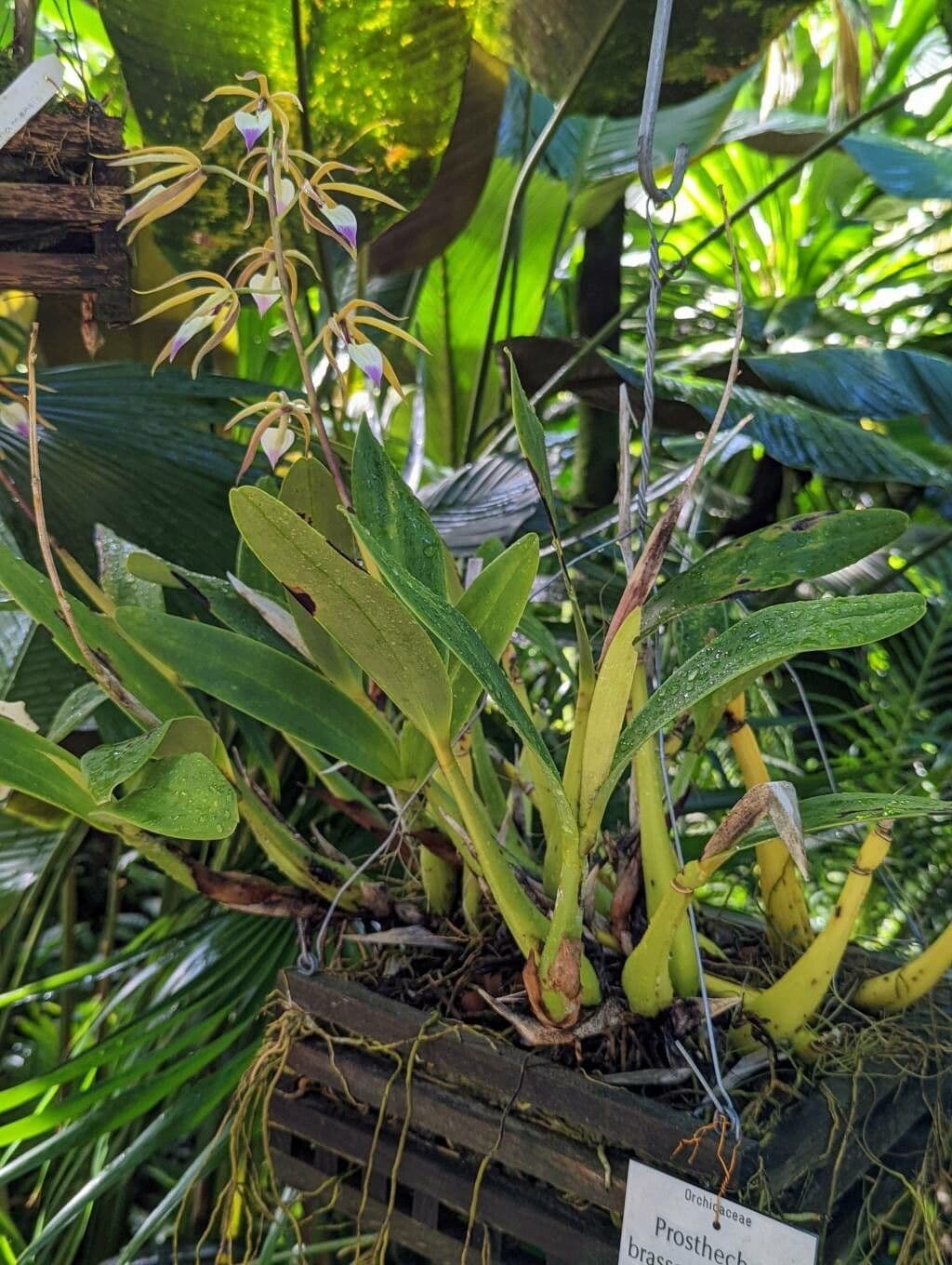 Orchidea Brassavola 5