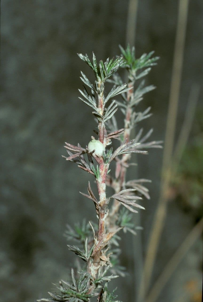Margyrícarpus