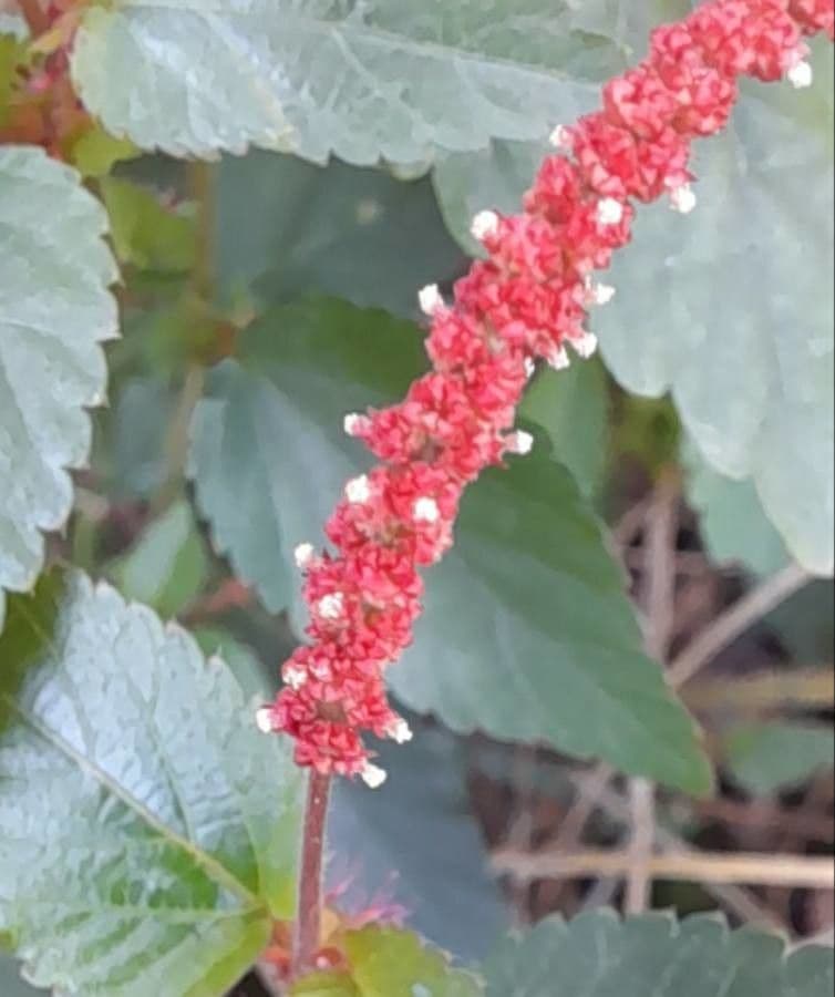 Acalypha 3