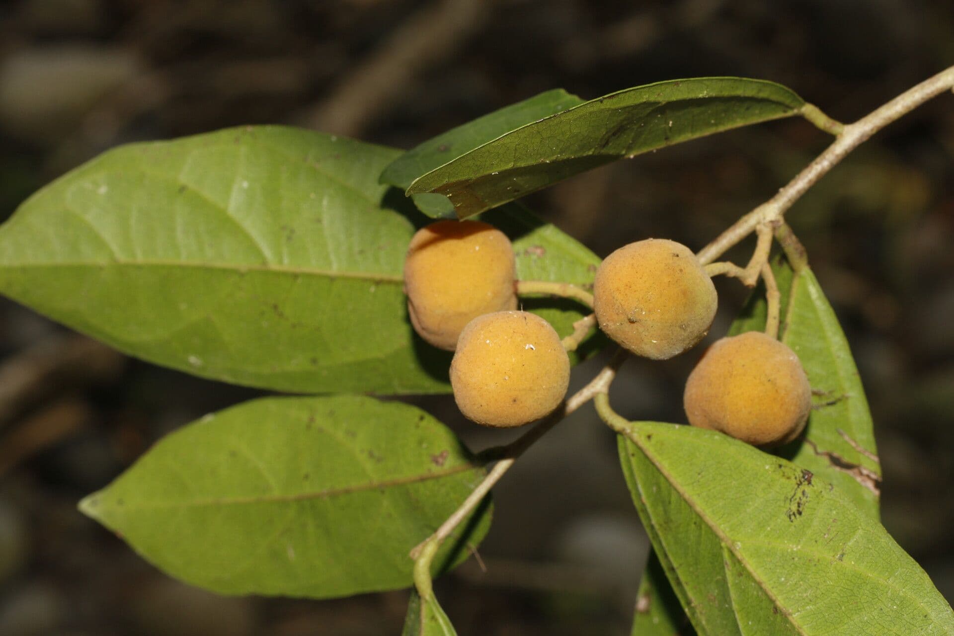 Mortoniodendron