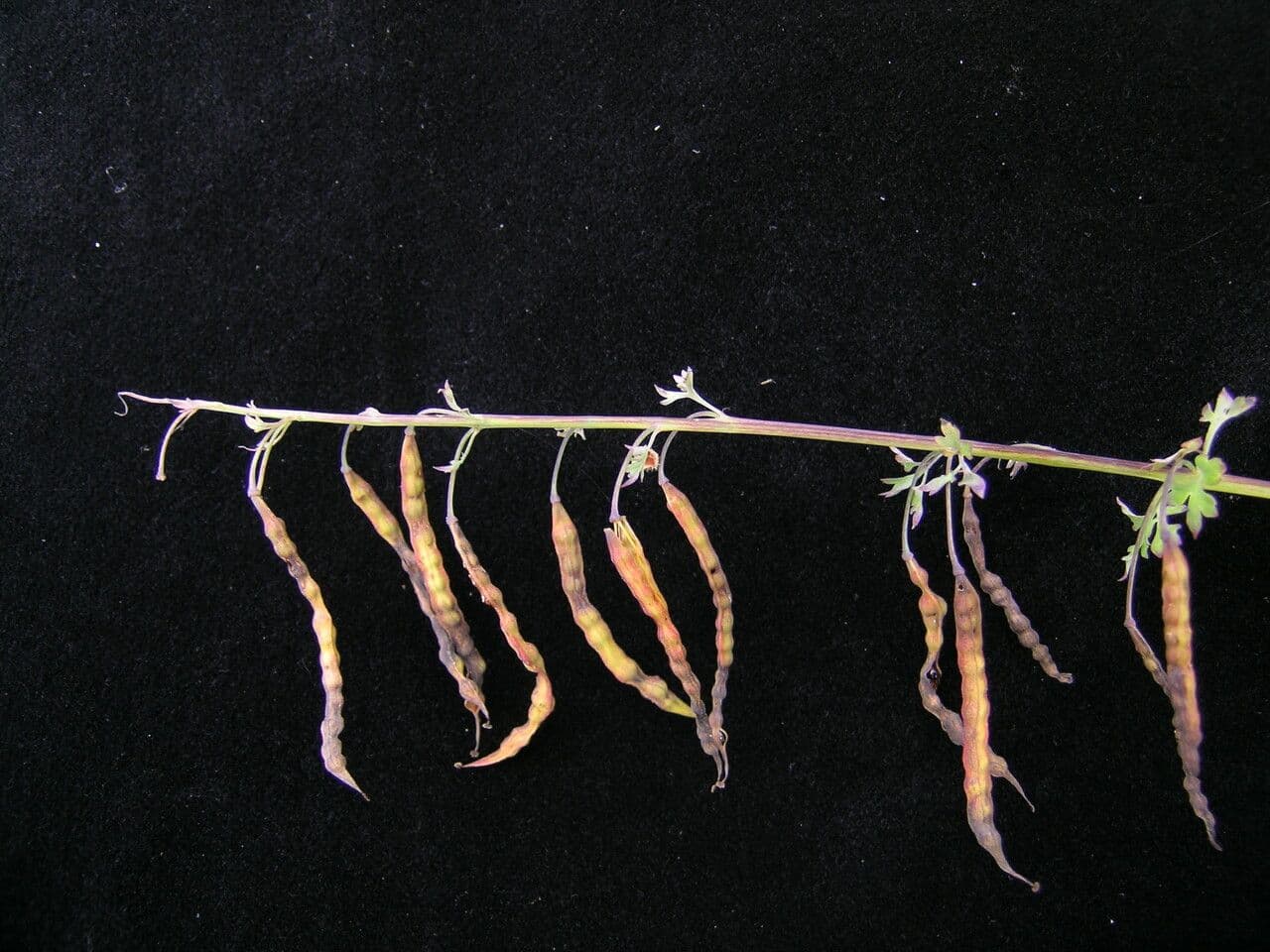Corydalis 3