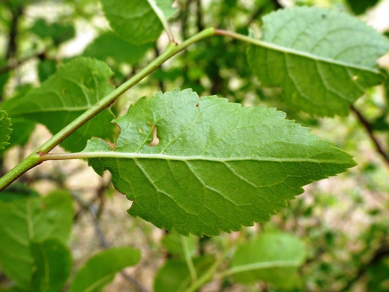 Prugna Damaschina 20