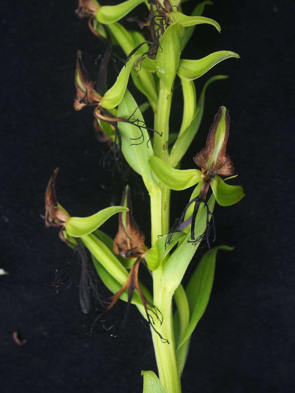 Habenaria 2