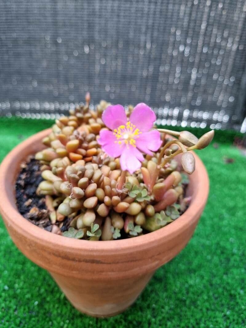 Anacampseros