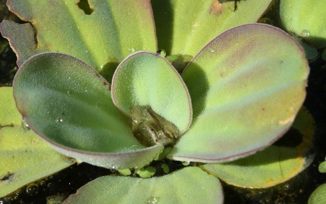Lattuga d'acqua