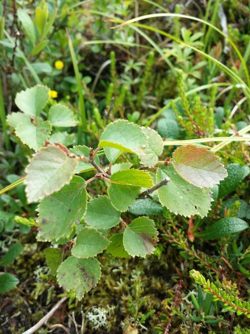 Betula humilis 15