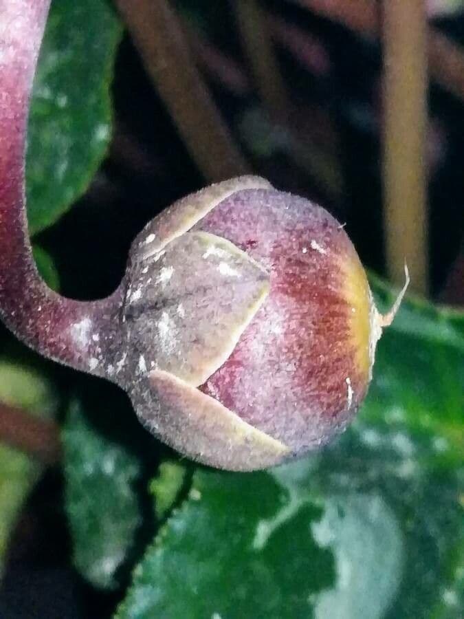 Ciclamino primaverile 4