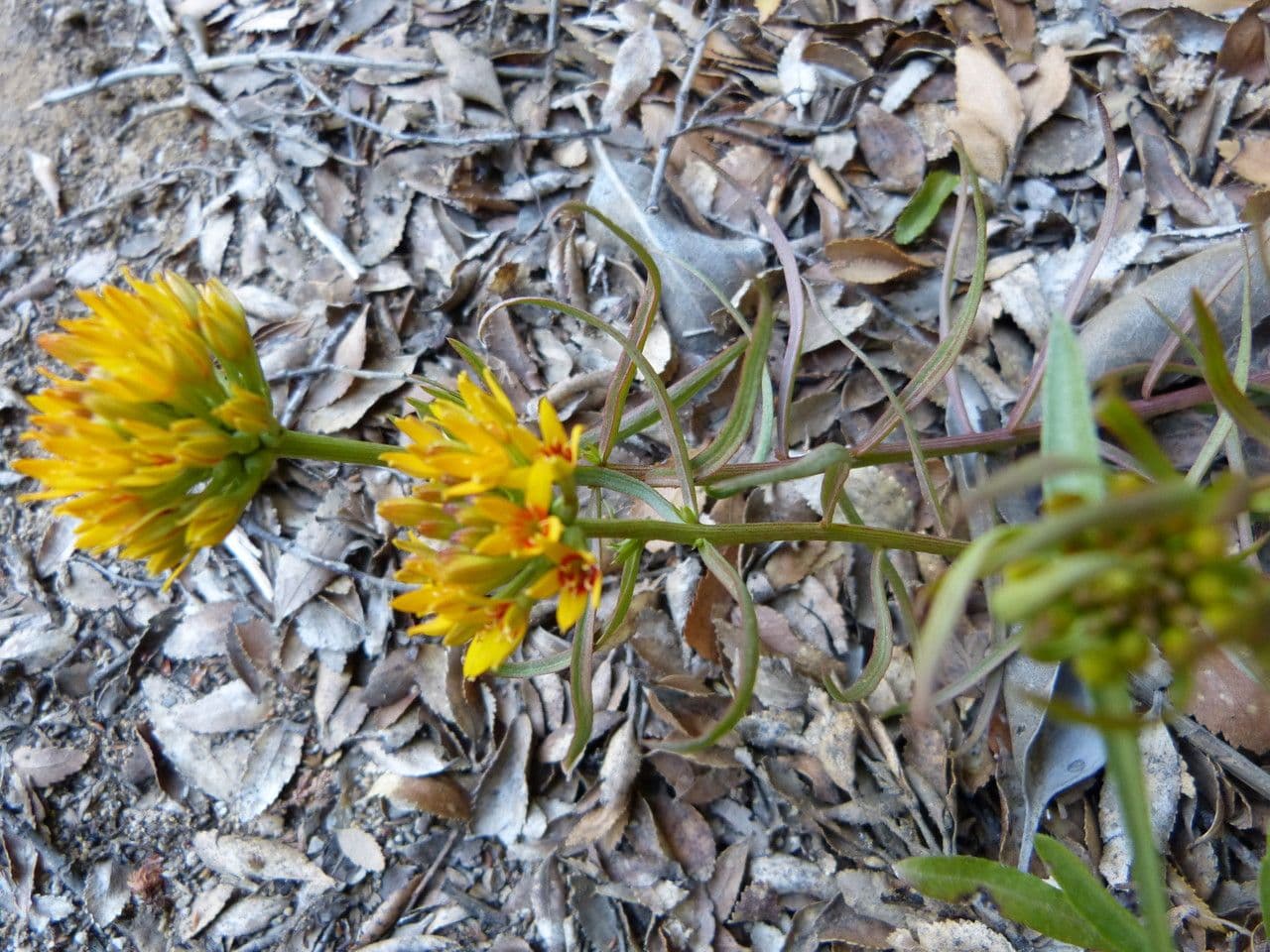 Quinchamalium 17
