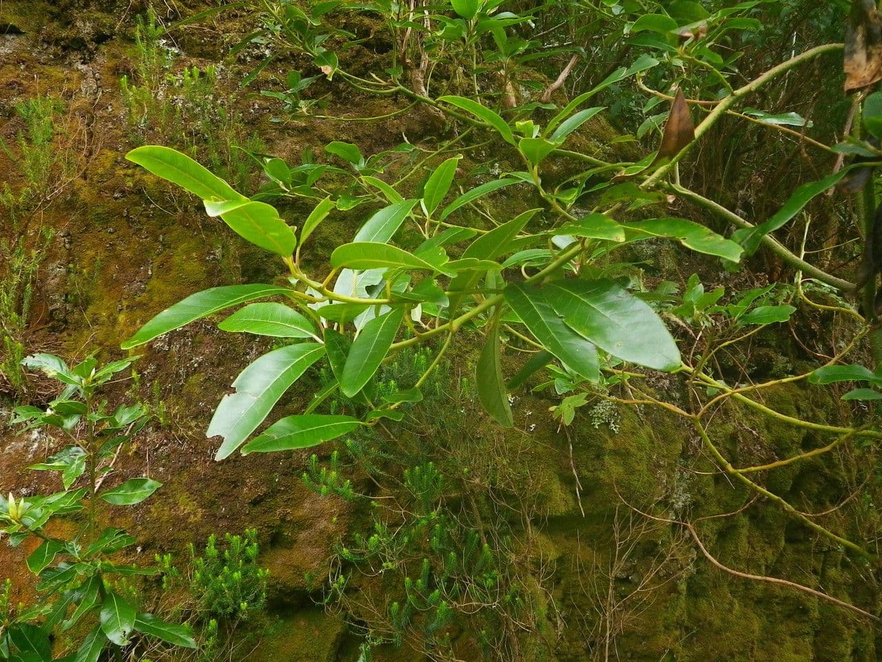 Persea 11