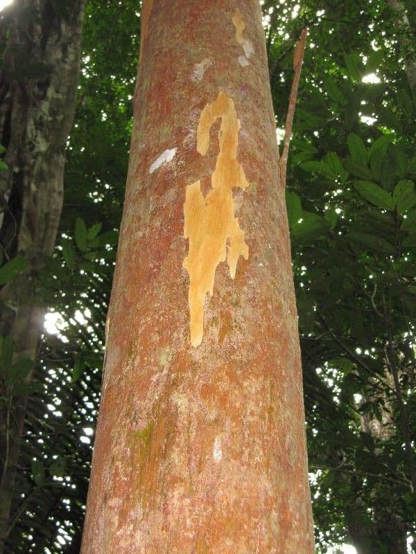 Myrcia