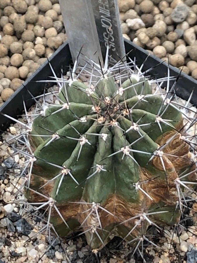 Echinopsis 3