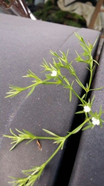 Polypremum procumbens 17