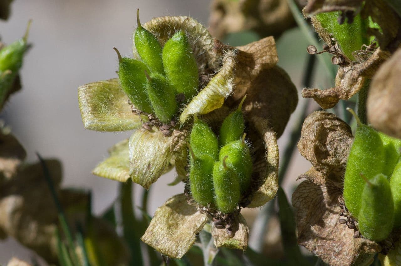 Aconito anthora