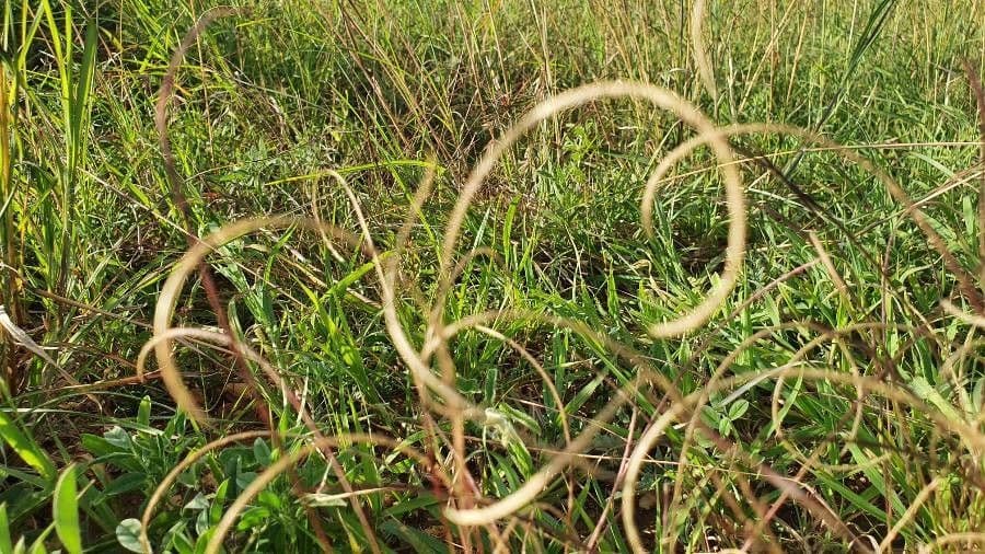 Microchloa 3