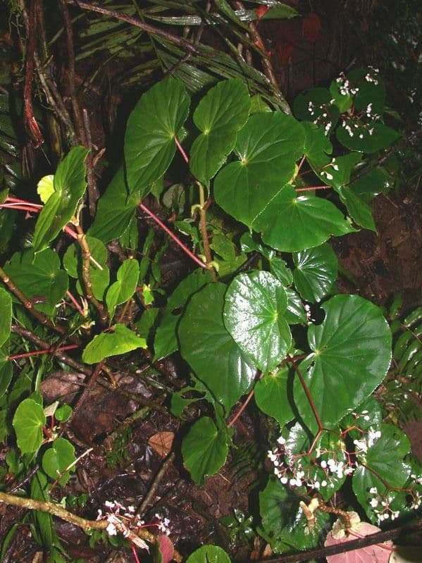 Begonia 8