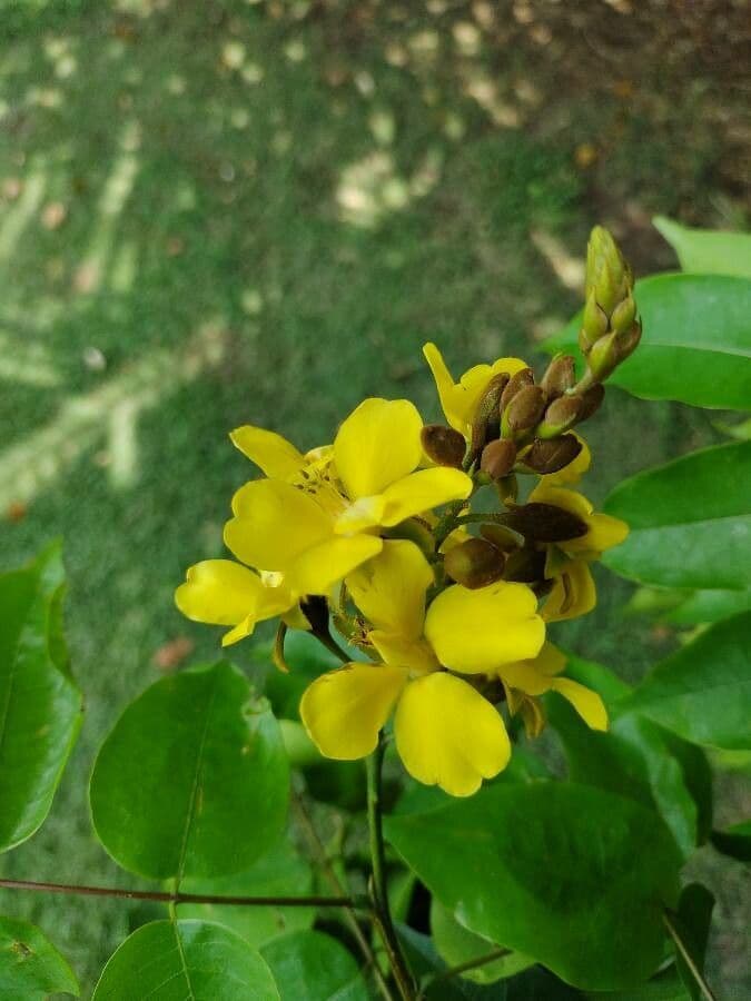 Cenostigma