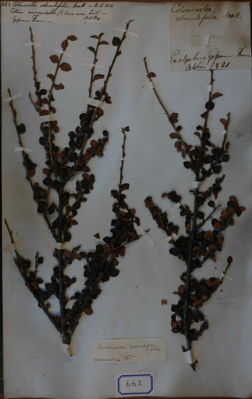 Cotoneaster 2