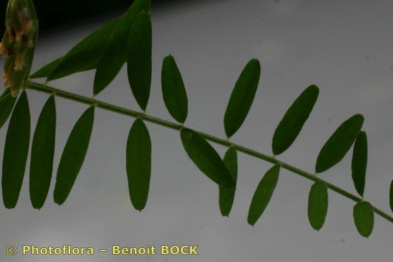 Vesce 13
