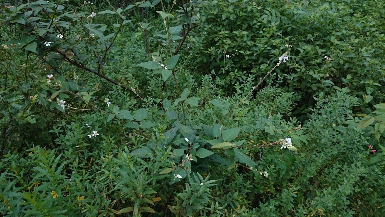 Desmodium di Lindheimer 2