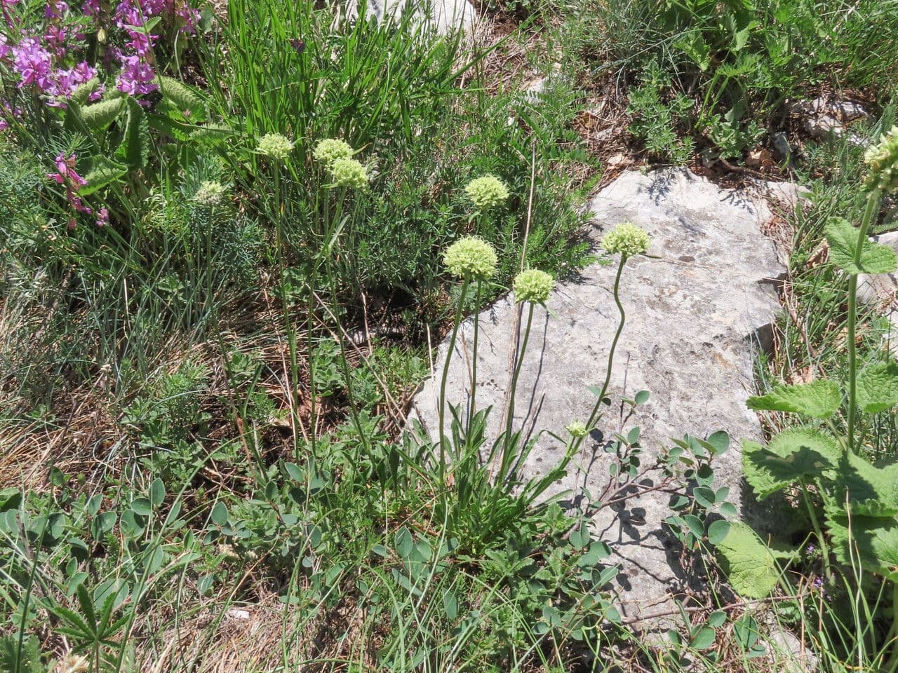Saponaria bellidifolia 15