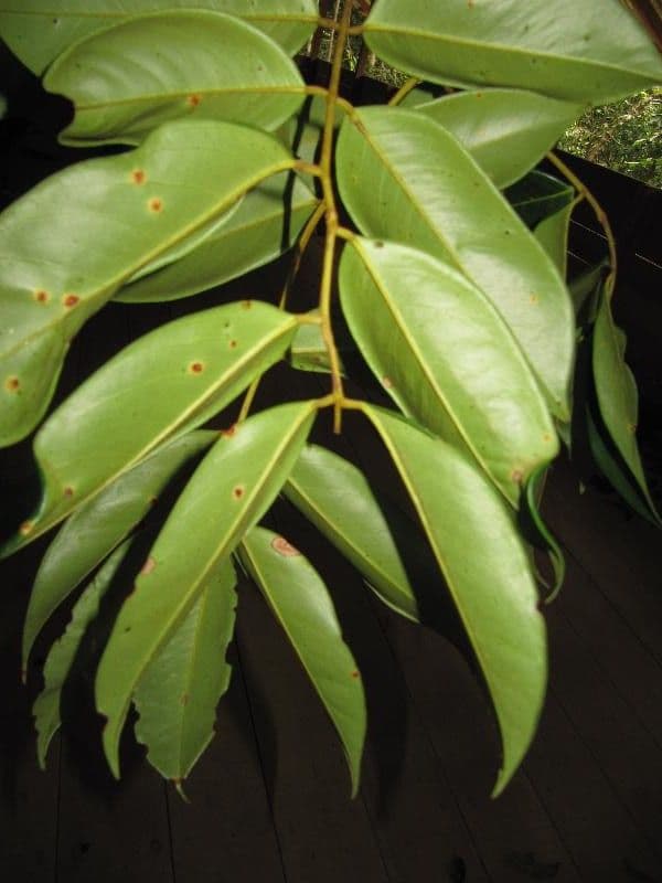 Swartzia 3