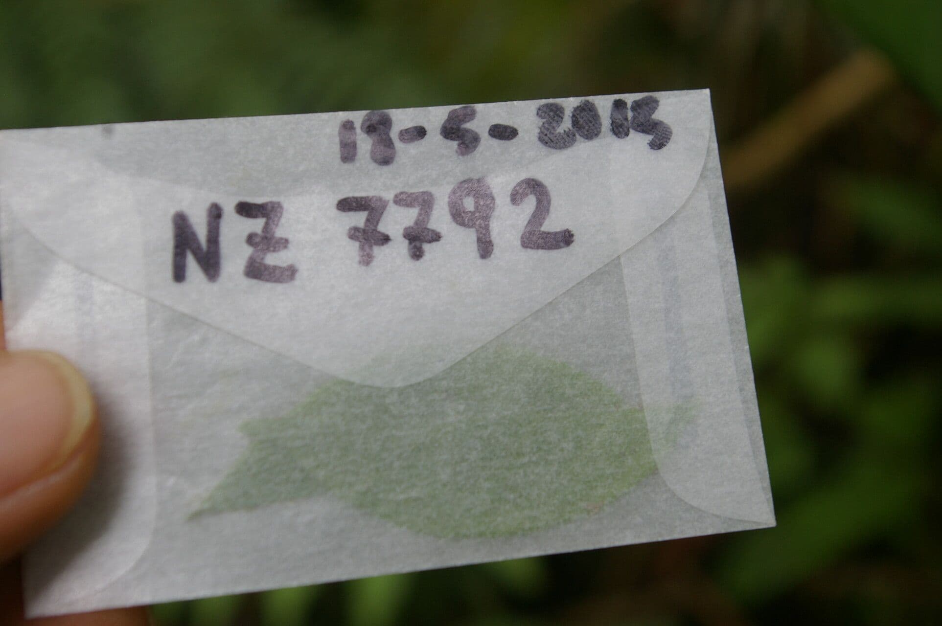 Lycianthes pauciflora 11